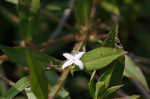 Virginia buttonweed